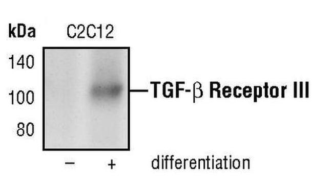 TGFBR3 Antibody in Western Blot (WB)