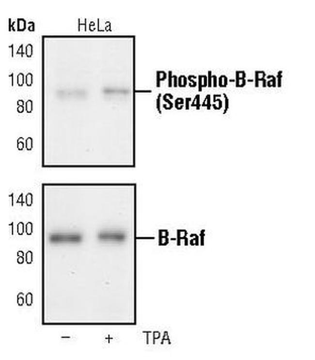 Phospho-B-Raf (Ser445) Antibody in Western Blot (WB)