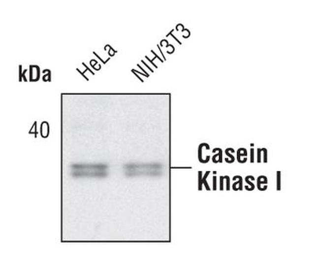 CK1 alpha Antibody in Western Blot (WB)