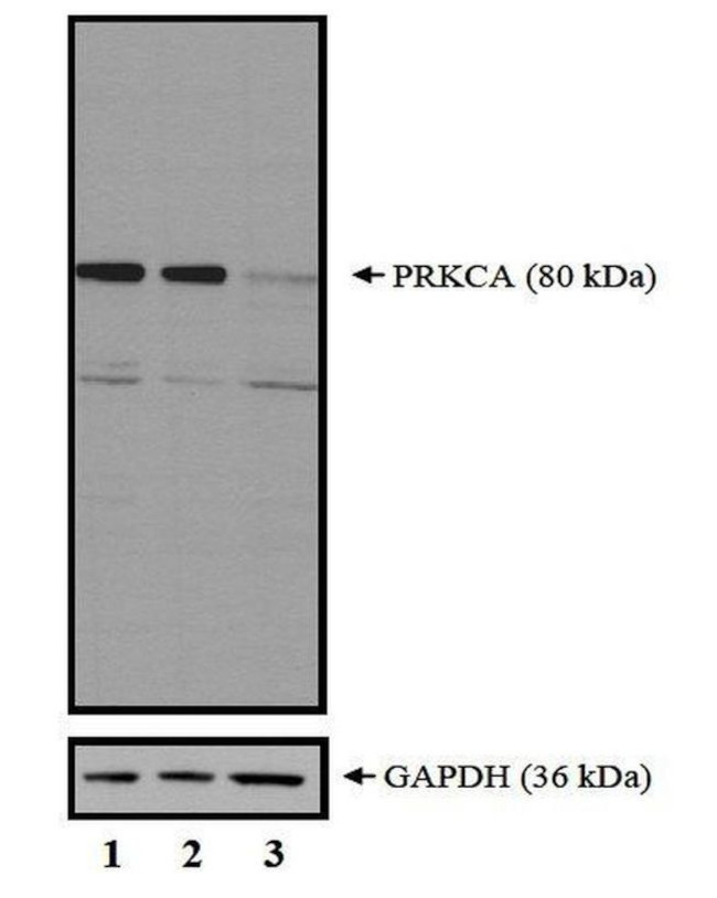 PKC alpha Antibody