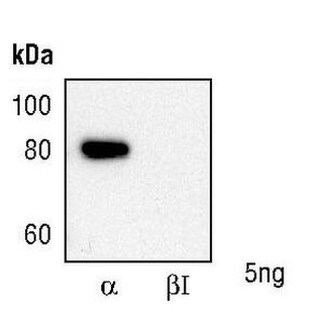 PKC alpha Antibody in Western Blot (WB)