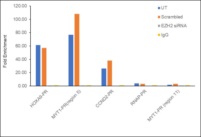 EZH2 Antibody in ChIP Assay (ChIP)