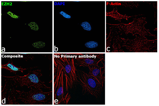 EZH2 Antibody in Immunocytochemistry (ICC/IF)