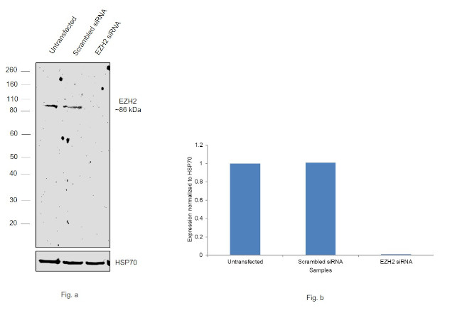 EZH2 Antibody