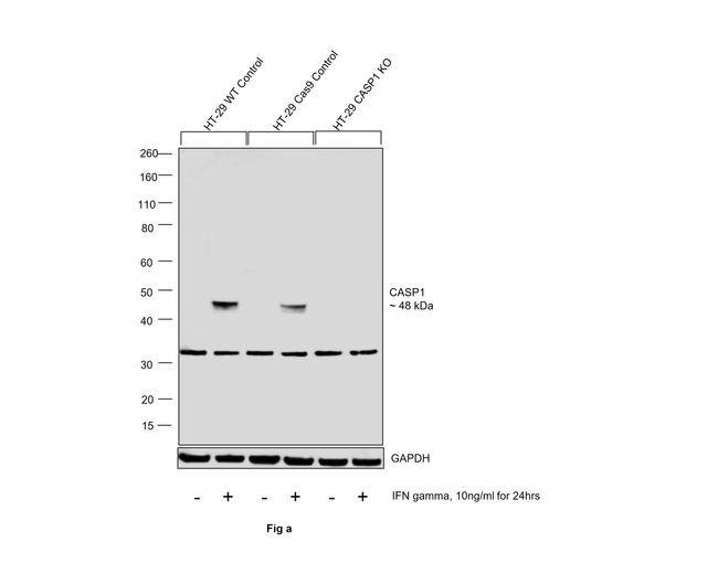 Caspase 1 Antibody in Western Blot (WB)