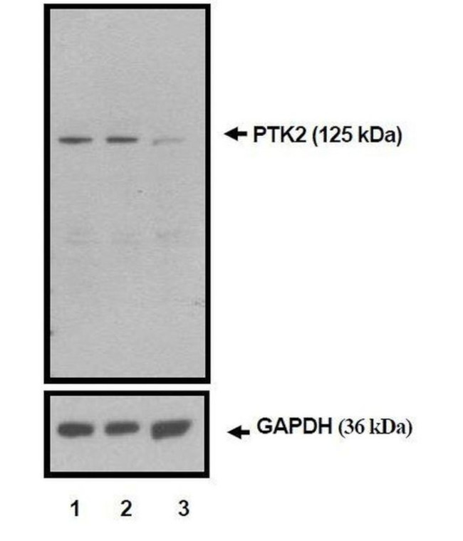 FAK Antibody