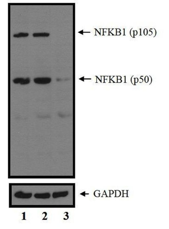 NFkB p50/p105 Antibody