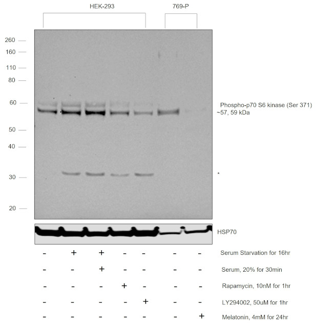 Phospho-p70 S6 Kinase (Ser371) Antibody in Western Blot (WB)