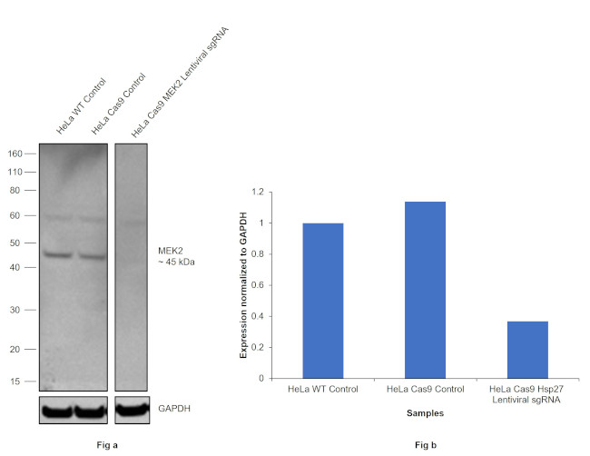 MEK2 Antibody in Western Blot (WB)