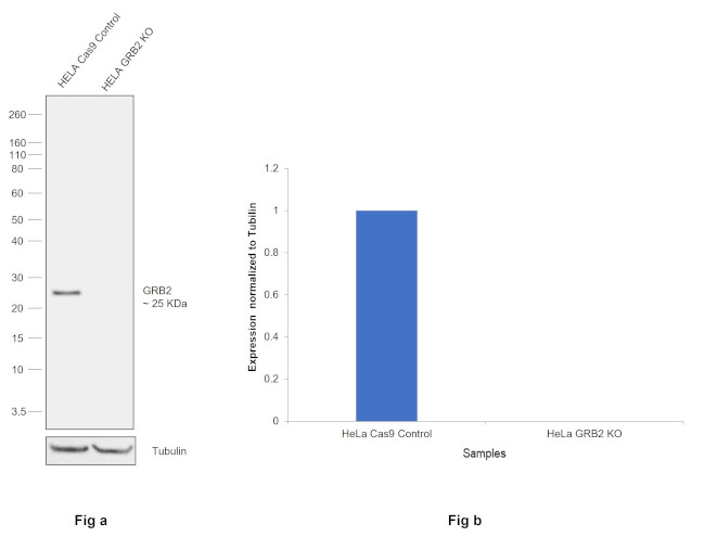 GRB2 Antibody