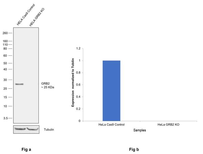 GRB2 Antibody in Western Blot (WB)