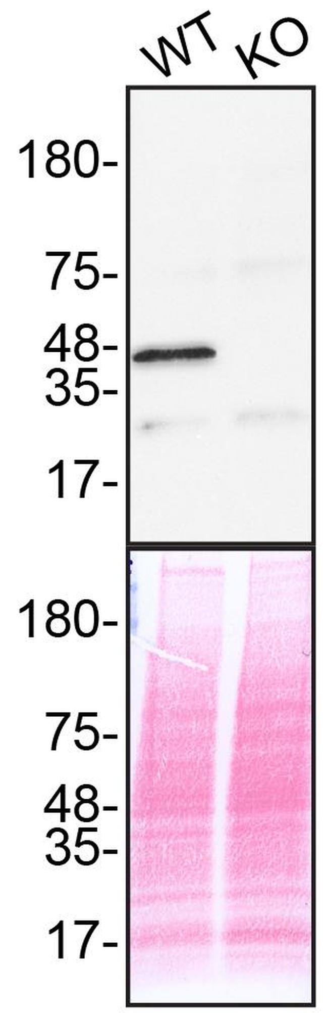 ERK2 Antibody in Western Blot (WB)