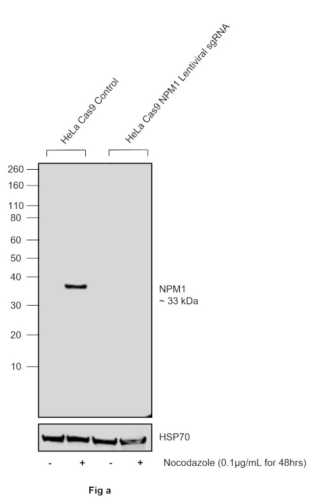 Phospho-NPM1 (Thr199) Antibody