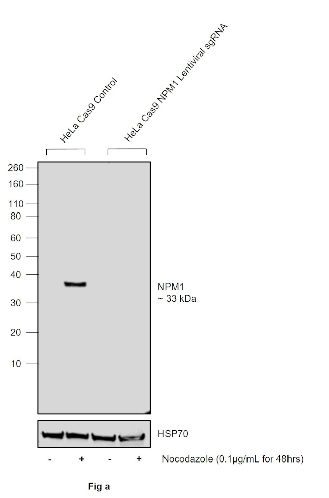 Phospho-NPM1 (Thr199) Antibody in Western Blot (WB)