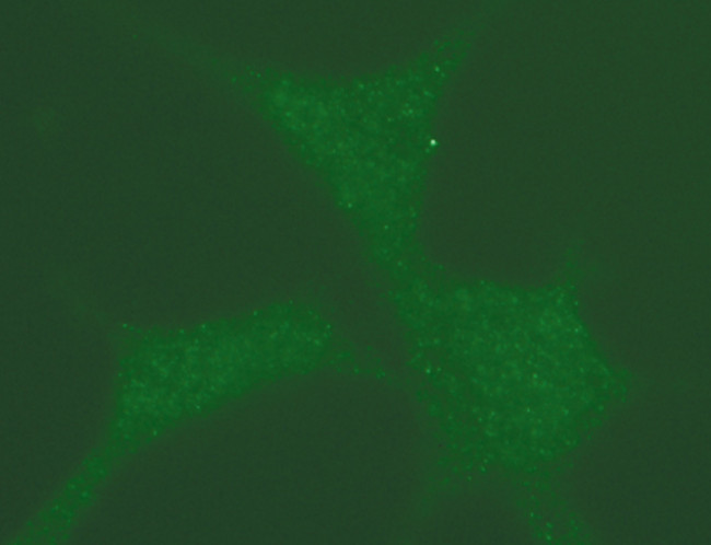 Phospho-NPM1 (Thr199) Antibody in Immunocytochemistry (ICC/IF)