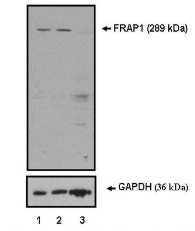 mTOR Antibody