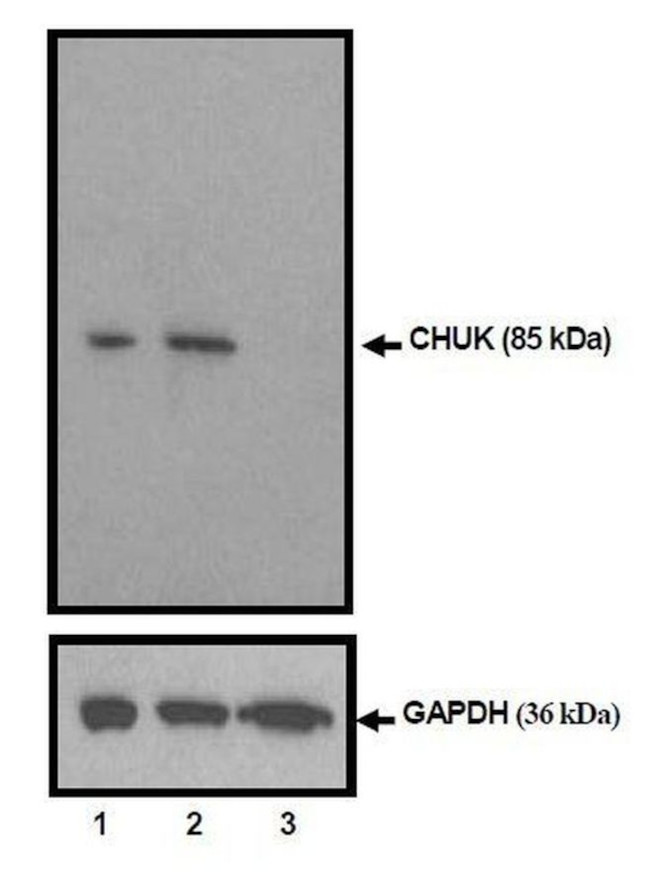 IKK alpha Antibody