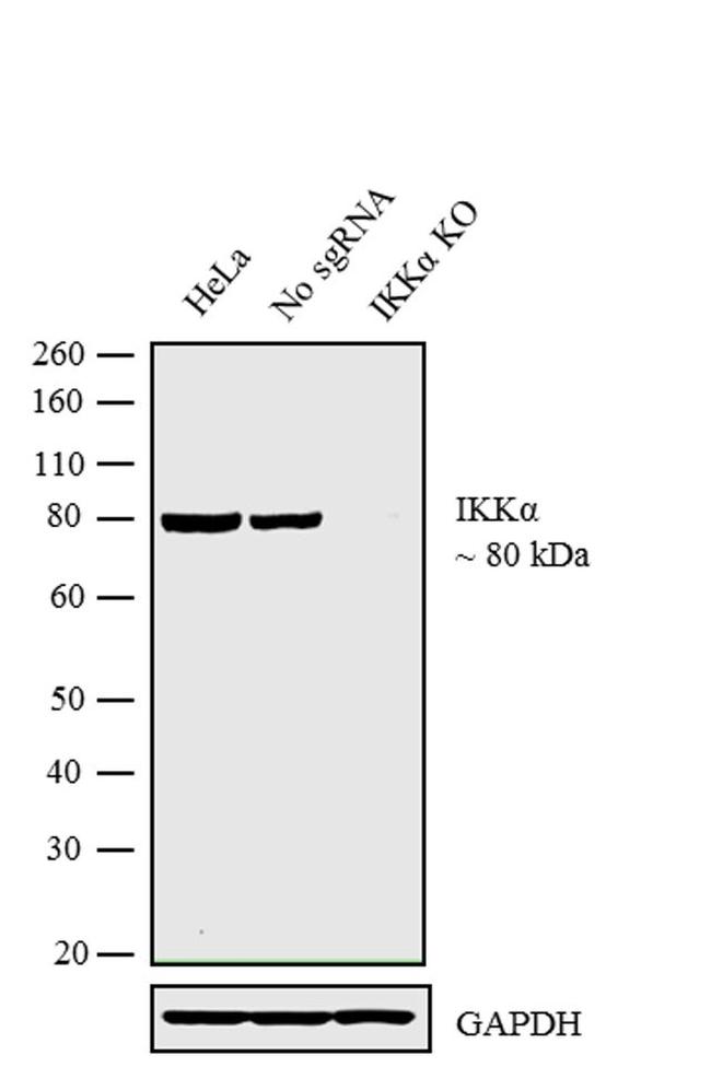 IKK alpha Antibody in Western Blot (WB)