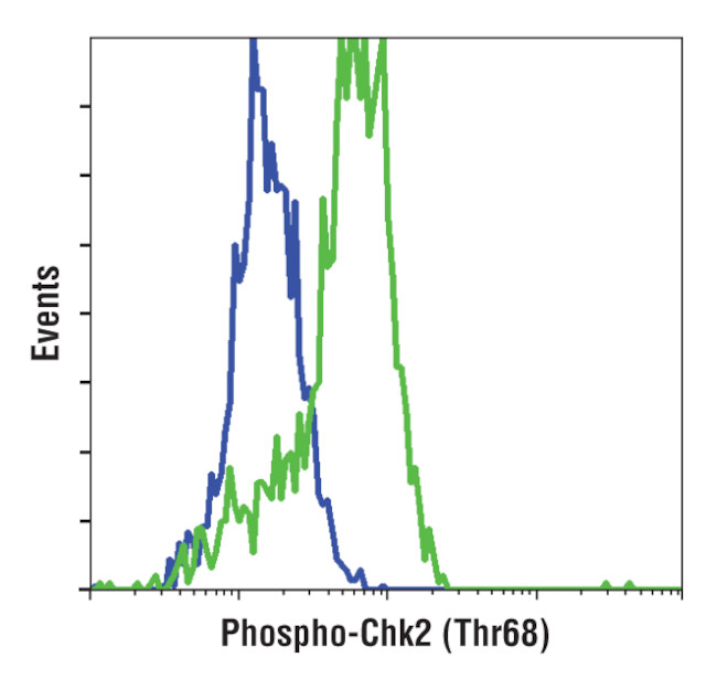 Phospho-CHK2 (Thr68) Antibody in Flow Cytometry (Flow)