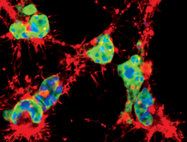 Lamin A (Cleaved Asp230) Antibody in Immunocytochemistry (ICC/IF)