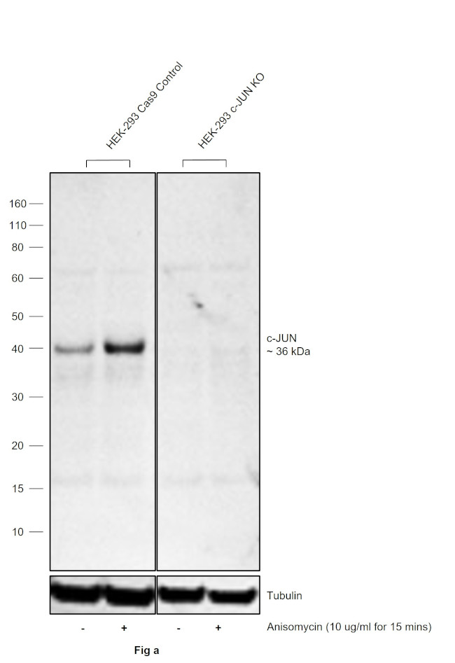 Phospho-c-Jun (Ser63) Antibody in Western Blot (WB)