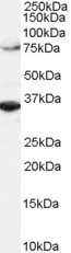 ORC3 Antibody in Western Blot (WB)