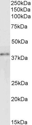 GRAP2 Antibody in Western Blot (WB)