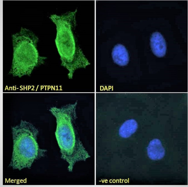 SHP2 Antibody in Immunocytochemistry (ICC/IF)