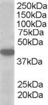 MCT2 Antibody in Western Blot (WB)