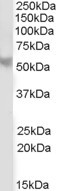 PPP2R5B Antibody in Western Blot (WB)