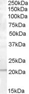 PRL1 Antibody in Western Blot (WB)