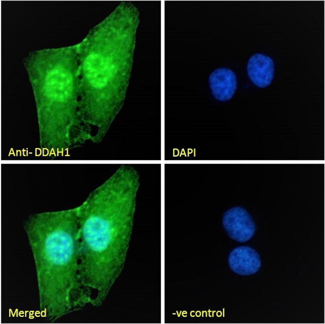 DDAH1 Antibody in Immunocytochemistry (ICC/IF)