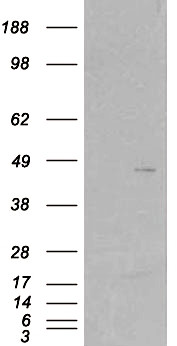 SKAP2 Antibody in Western Blot (WB)