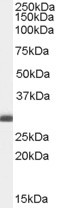 BAP31 Antibody in Western Blot (WB)