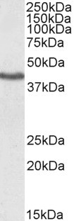 KLF3 Antibody in Western Blot (WB)