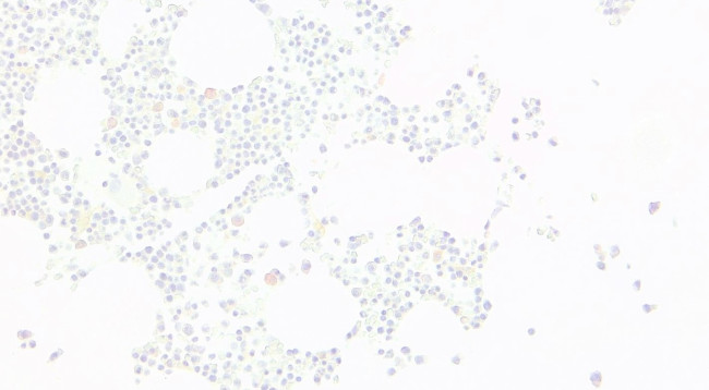 EKLF Antibody in Immunohistochemistry (Paraffin) (IHC (P))