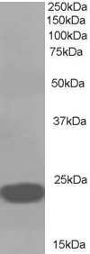 PEBP1 Antibody in Western Blot (WB)