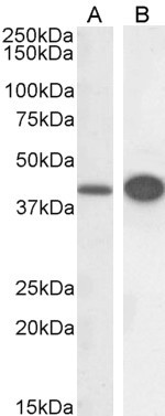 DAP3 Antibody in Western Blot (WB)