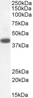 DAP3 Antibody in Western Blot (WB)