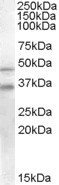 GULP1 Antibody in Western Blot (WB)