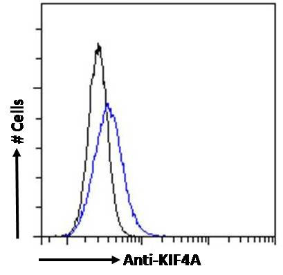 KIF4A Antibody in Flow Cytometry (Flow)