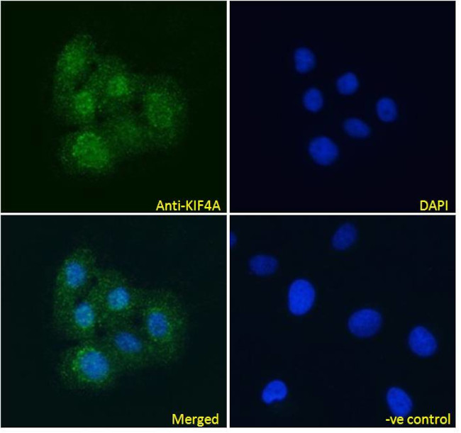 KIF4A Antibody in Immunocytochemistry (ICC/IF)