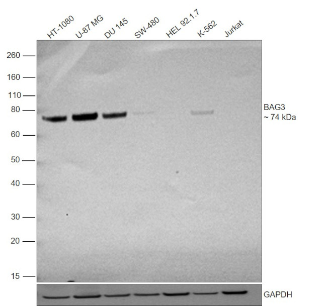 BAG3 Antibody