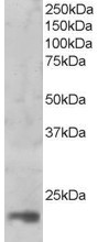 MAGOH Antibody in Western Blot (WB)