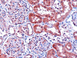 DCXR Antibody in Immunohistochemistry (Paraffin) (IHC (P))