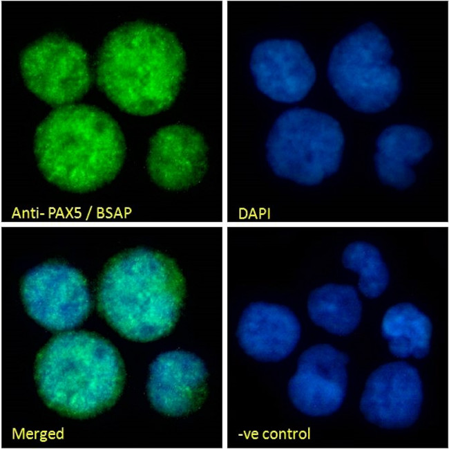 PAX5 Antibody in Immunocytochemistry (ICC/IF)