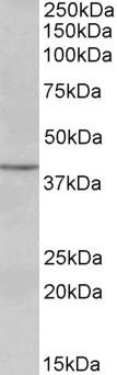 PAX5 Antibody in Western Blot (WB)