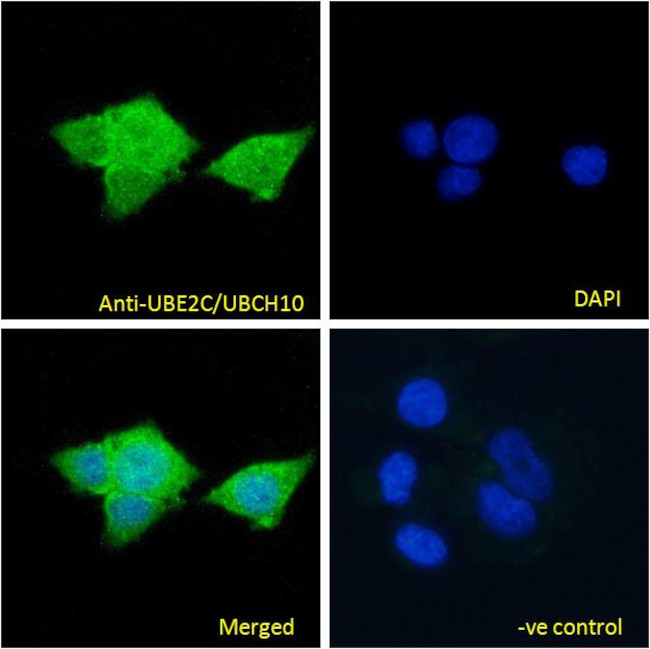 UBE2C Antibody in Immunocytochemistry (ICC/IF)