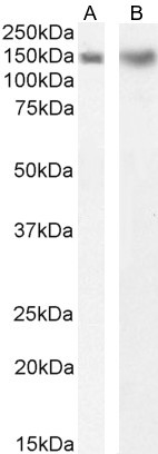 Dynactin 1 Antibody in Western Blot (WB)