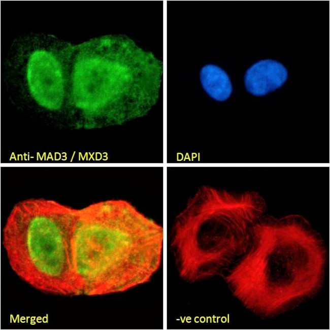 MAD3 Antibody in Immunocytochemistry (ICC/IF)